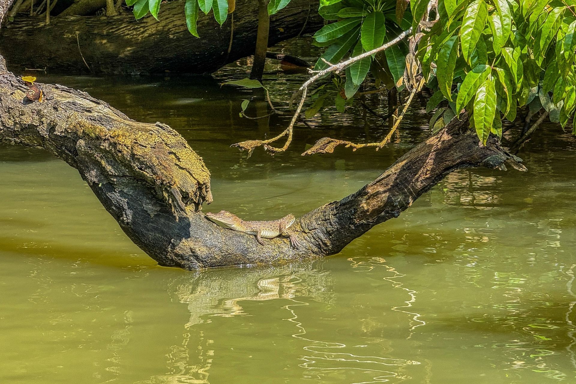 La rivière Nilwala à Matara : une excursion nature et humaine au sud du Sri Lanka
