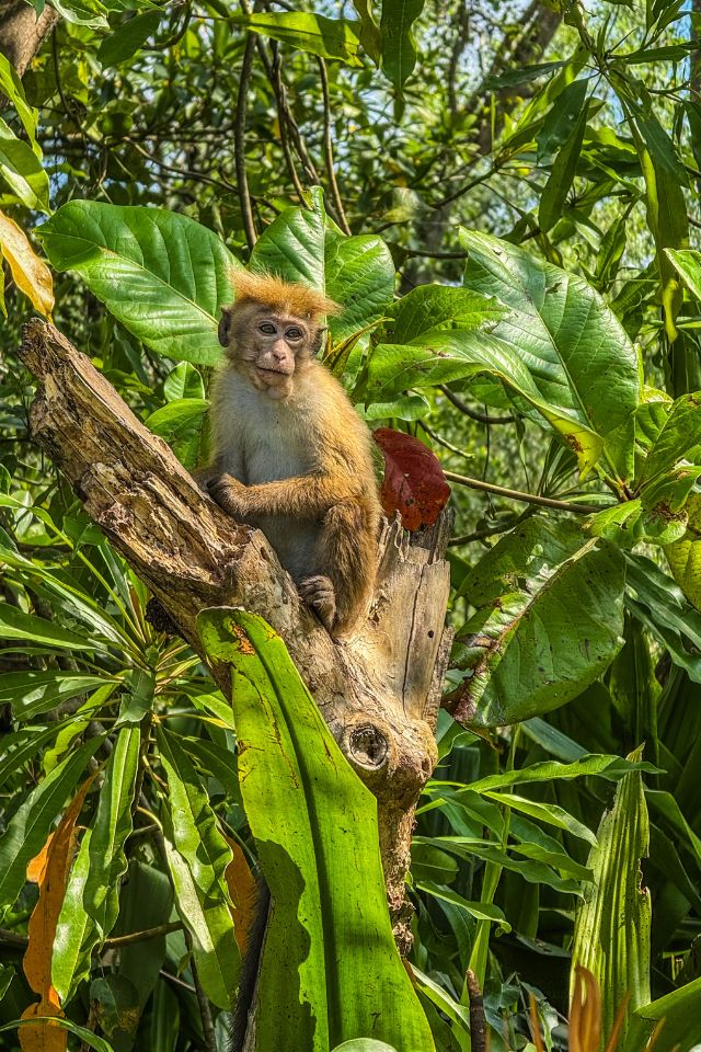 La rivière Nilwala à Matara : une excursion nature et humaine au sud du Sri Lanka La rivière Nilwala à Matara : une excursion nature et humaine au sud du Sri Lanka