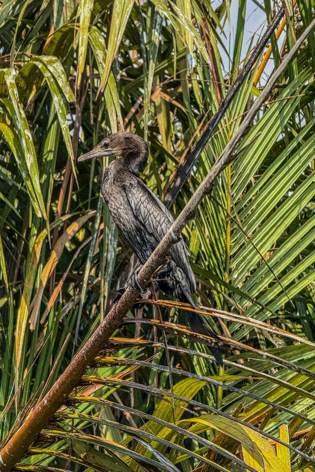 La rivière Nilwala à Matara : une excursion nature et humaine au sud du Sri Lanka La rivière Nilwala à Matara : une excursion nature et humaine au sud du Sri Lanka