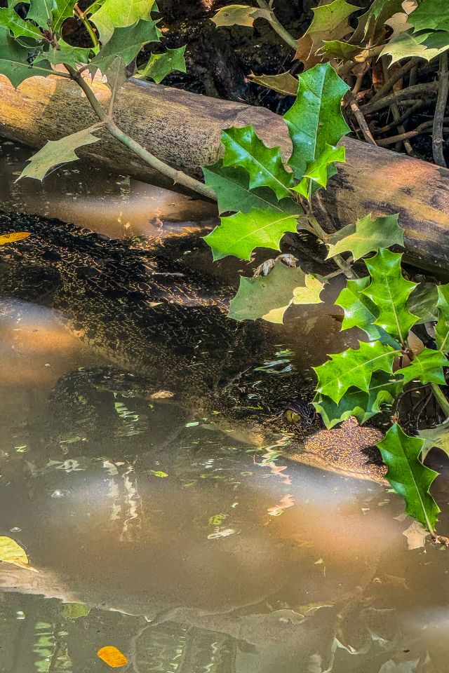 riviere-nilwala-matara-excursion-nature-humaine-sud-sri-lanka-06 La rivière Nilwala à Matara : une excursion nature et humaine au sud du Sri Lanka