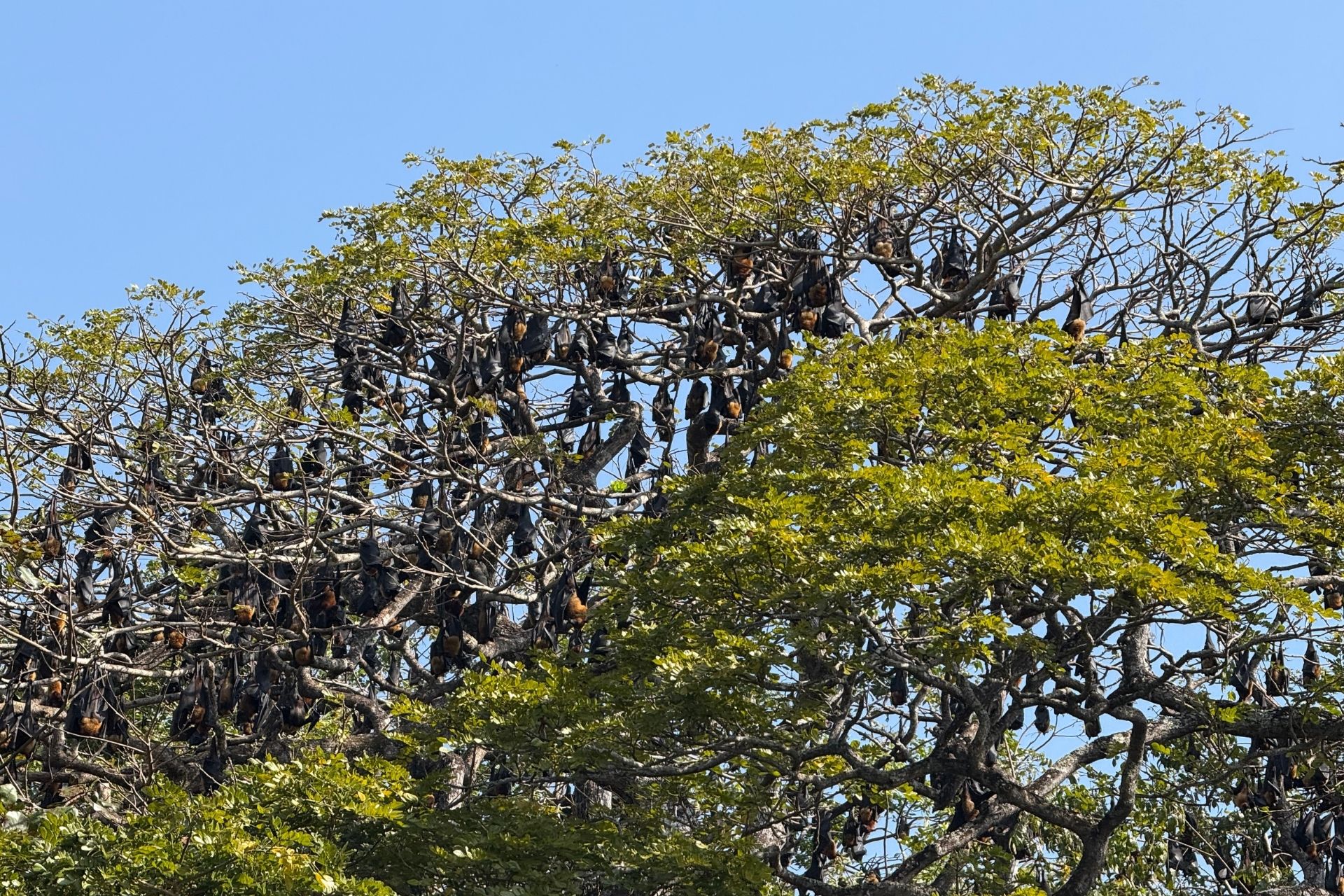 La rivière Nilwala à Matara : une excursion nature et humaine au sud du Sri Lanka La rivière Nilwala à Matara : une excursion nature et humaine au sud du Sri Lanka