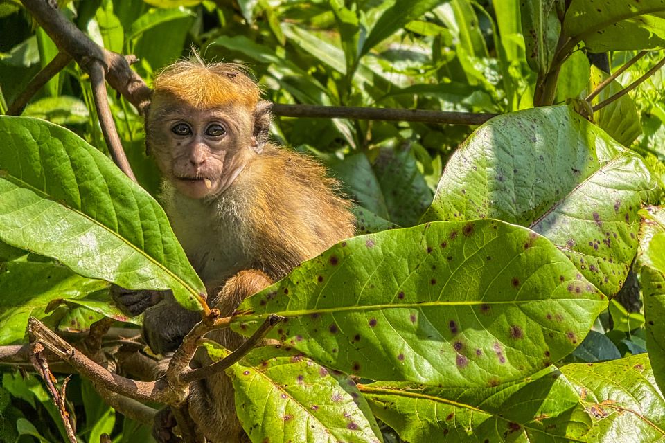 La rivière Nilwala à Matara : une excursion nature et humaine au sud du Sri Lanka La rivière Nilwala à Matara : une excursion nature et humaine au sud du Sri Lanka